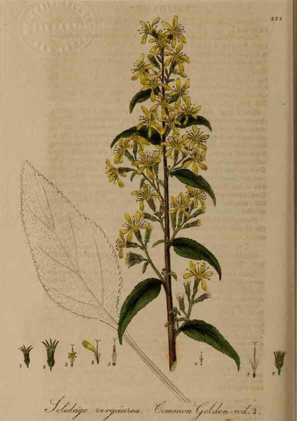 Reproducción/Reproduction 28918024742: British phaenogamous botany,. Oxford,Published by the author, sold by J.H. Parker [etc.]1834-43.