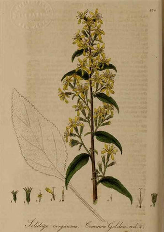 Reproducción/Reproduction 28918024742: British phaenogamous botany,. Oxford,Published by the author, sold by J.H. Parker [etc.]1834-43.