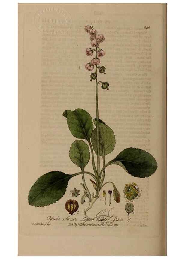 Reproducción/Reproduction 28947028491: British phaenogamous botany,. Oxford,Published by the author, sold by J.H. Parker [etc.]1834-43.