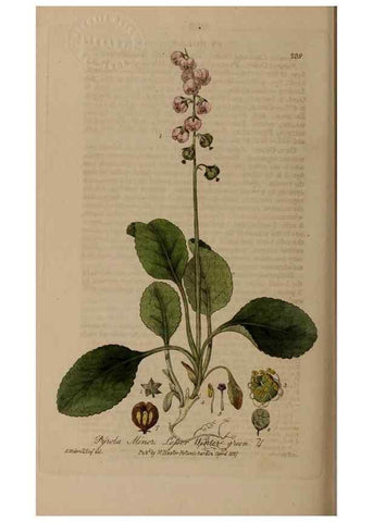 Reproducción/Reproduction 28947028491: British phaenogamous botany,. Oxford,Published by the author, sold by J.H. Parker [etc.]1834-43.