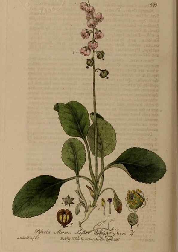 Reproducción/Reproduction 28947028491: British phaenogamous botany,. Oxford,Published by the author, sold by J.H. Parker [etc.]1834-43.
