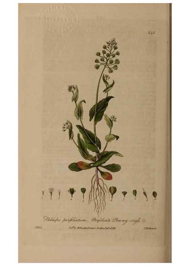Reproducción/Reproduction 28990259276: British phaenogamous botany,. Oxford,Published by the author, sold by J.H. Parker [etc.]1834-43.