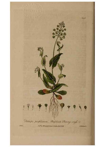 Reproducción/Reproduction 28990259276: British phaenogamous botany,. Oxford,Published by the author, sold by J.H. Parker [etc.]1834-43.