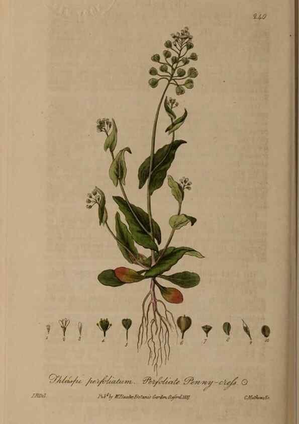 Reproducción/Reproduction 28990259276: British phaenogamous botany,. Oxford,Published by the author, sold by J.H. Parker [etc.]1834-43.