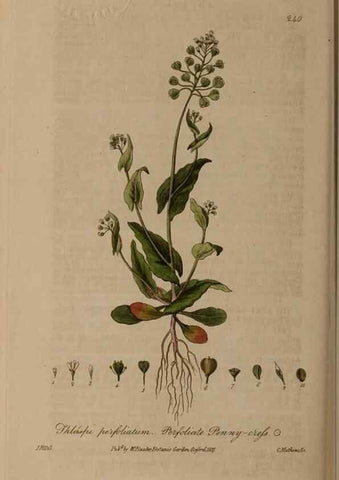 Reproducción/Reproduction 28990259276: British phaenogamous botany,. Oxford,Published by the author, sold by J.H. Parker [etc.]1834-43.