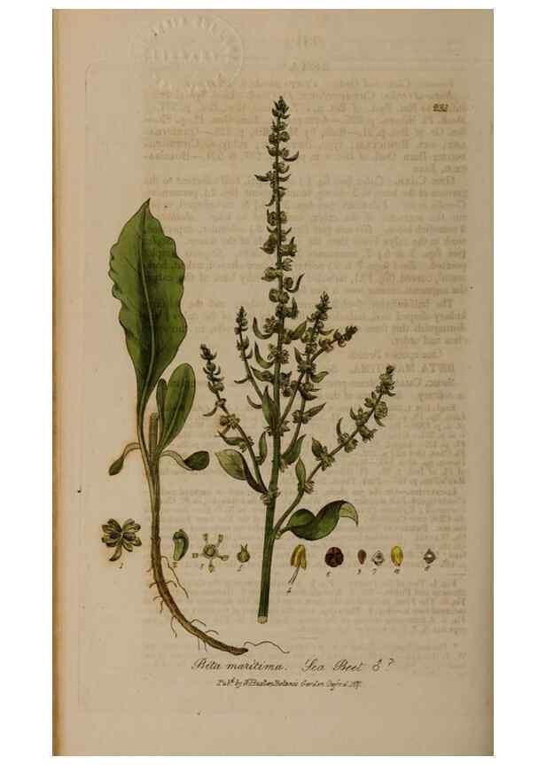 Reproducción/Reproduction 29024691755: British phaenogamous botany,. Oxford,Published by the author, sold by J.H. Parker [etc.]1834-43.