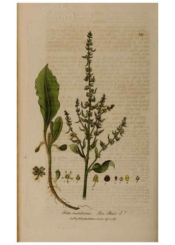 Reproducción/Reproduction 29024691755: British phaenogamous botany,. Oxford,Published by the author, sold by J.H. Parker [etc.]1834-43.