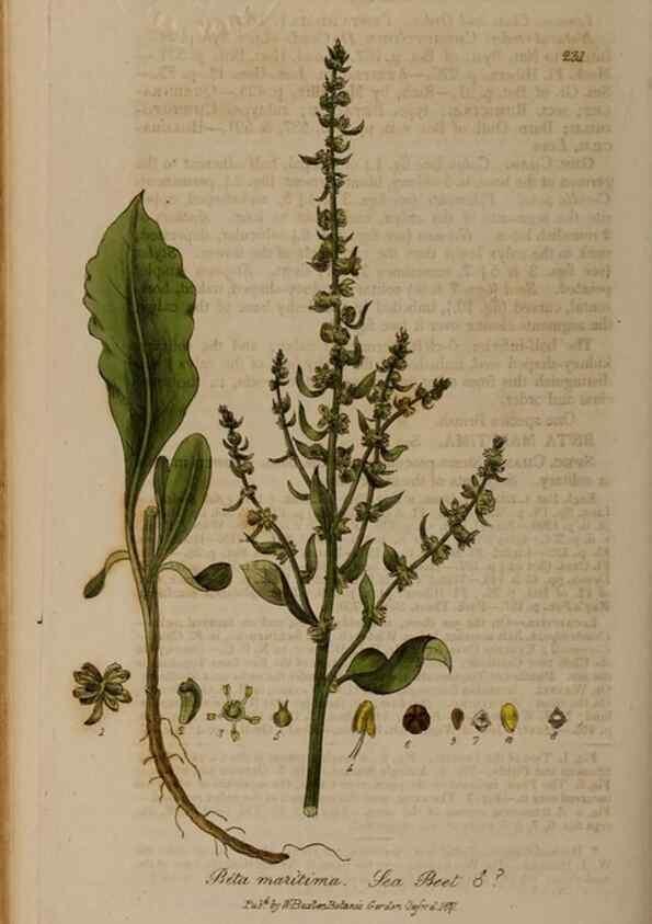Reproducción/Reproduction 29024691755: British phaenogamous botany,. Oxford,Published by the author, sold by J.H. Parker [etc.]1834-43.