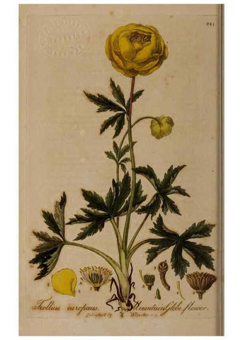 Reproducción/Reproduction 29025049165: British phaenogamous botany,. Oxford,Published by the author, sold by J.H. Parker [etc.]1834-43.