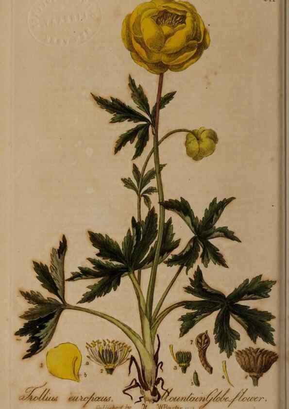 Reproducción/Reproduction 29025049165: British phaenogamous botany,. Oxford,Published by the author, sold by J.H. Parker [etc.]1834-43.