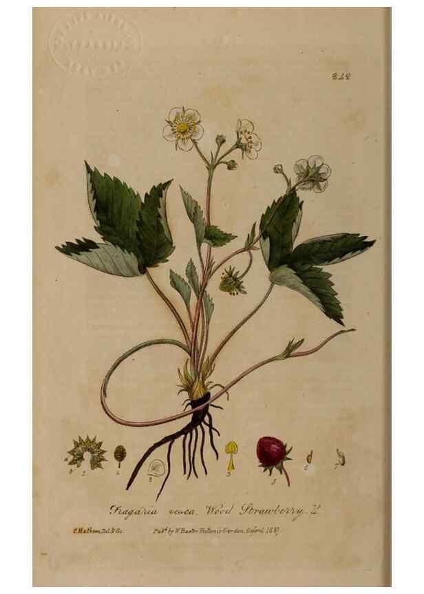 Reproducción/Reproduction 28407733503: British phaenogamous botany,. Oxford,Published by the author, sold by J.H. Parker [etc.]1834-43.