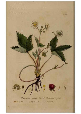 Reproducción/Reproduction 28407733503: British phaenogamous botany,. Oxford,Published by the author, sold by J.H. Parker [etc.]1834-43.