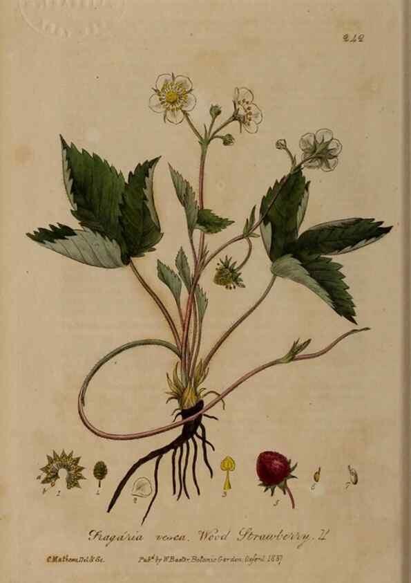 Reproducción/Reproduction 28407733503: British phaenogamous botany,. Oxford,Published by the author, sold by J.H. Parker [etc.]1834-43.