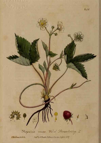 Reproducción/Reproduction 28407733503: British phaenogamous botany,. Oxford,Published by the author, sold by J.H. Parker [etc.]1834-43.