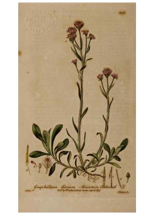Reproducción/Reproduction 28949162181: British phaenogamous botany,. Oxford,Published by the author, sold by J.H. Parker [etc.]1834-43.