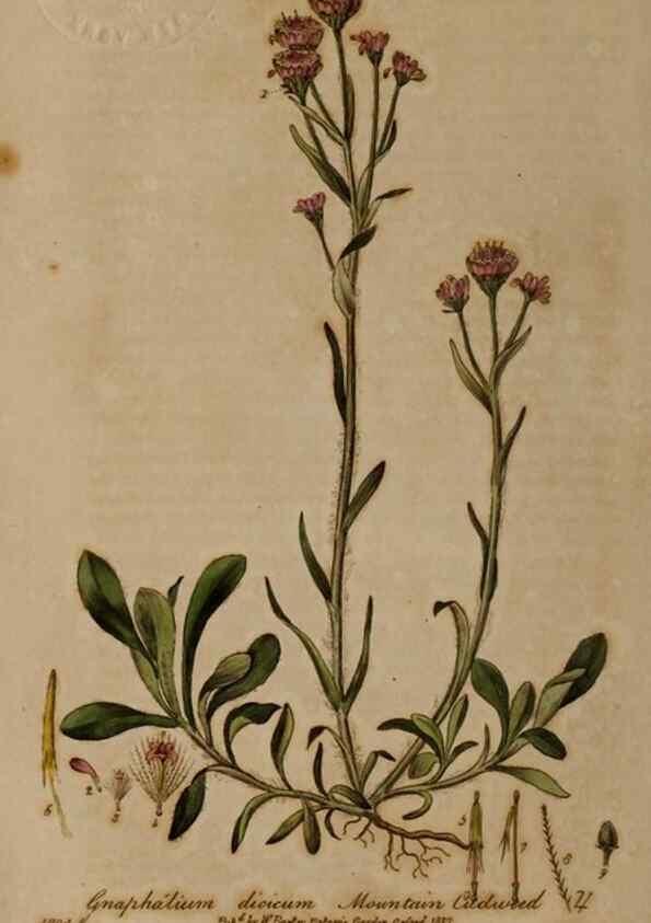 Reproducción/Reproduction 28949162181: British phaenogamous botany,. Oxford,Published by the author, sold by J.H. Parker [etc.]1834-43.
