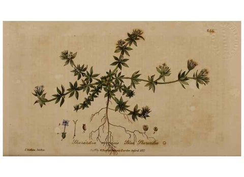 Reproducción/Reproduction 28949166351: British phaenogamous botany,. Oxford,Published by the author, sold by J.H. Parker [etc.]1834-43.