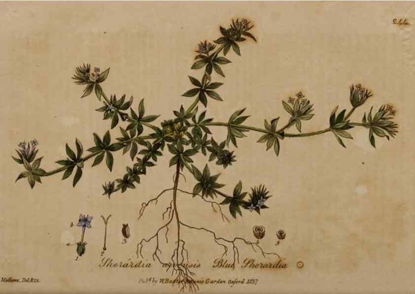 Reproducción/Reproduction 28949166351: British phaenogamous botany,. Oxford,Published by the author, sold by J.H. Parker [etc.]1834-43.