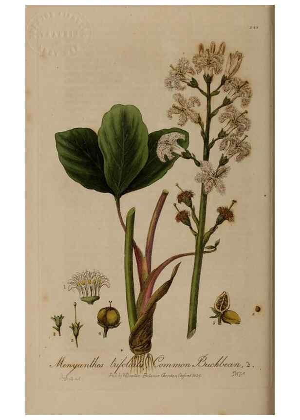 Reproducción/Reproduction 28920005572: British phaenogamous botany,. Oxford,Published by the author, sold by J.H. Parker [etc.]1834-43.