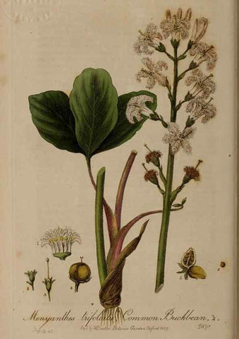 Reproducción/Reproduction 28920005572: British phaenogamous botany,. Oxford,Published by the author, sold by J.H. Parker [etc.]1834-43.