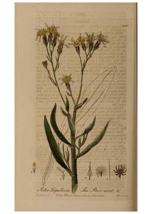 Reproducción/Reproduction 28402670524: British phaenogamous botany,. Oxford,Published by the author, sold by J.H. Parker [etc.]1834-43.