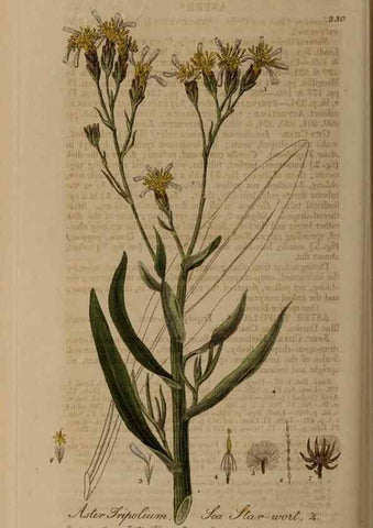 Reproducción/Reproduction 28402670524: British phaenogamous botany,. Oxford,Published by the author, sold by J.H. Parker [etc.]1834-43.