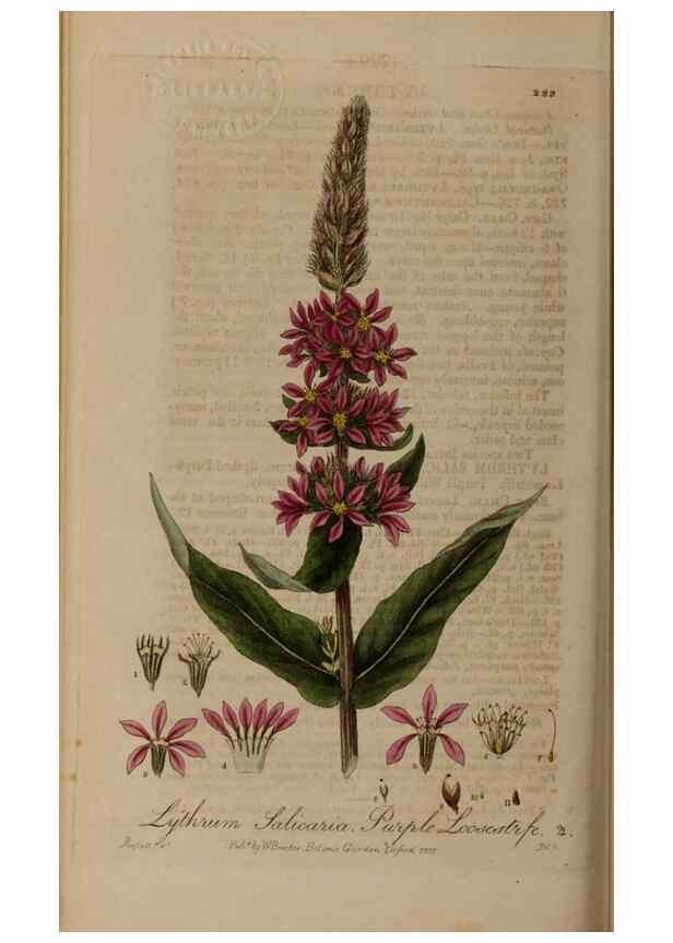 Reproducción/Reproduction 28947001571: British phaenogamous botany,. Oxford,Published by the author, sold by J.H. Parker [etc.]1834-43.