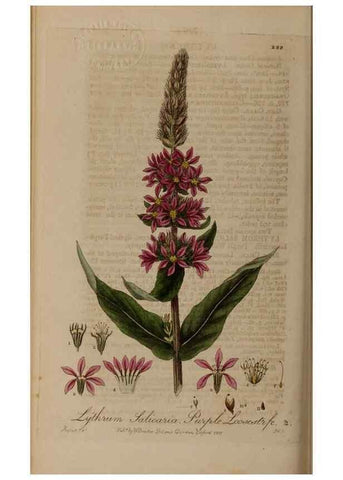 Reproducción/Reproduction 28947001571: British phaenogamous botany,. Oxford,Published by the author, sold by J.H. Parker [etc.]1834-43.