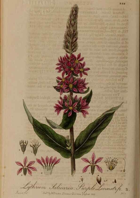 Reproducción/Reproduction 28947001571: British phaenogamous botany,. Oxford,Published by the author, sold by J.H. Parker [etc.]1834-43.