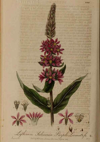 Reproducción/Reproduction 28947001571: British phaenogamous botany,. Oxford,Published by the author, sold by J.H. Parker [etc.]1834-43.