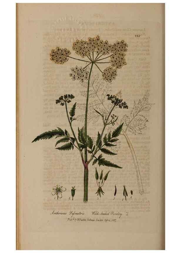 Reproducción/Reproduction 28946995931: British phaenogamous botany,. Oxford,Published by the author, sold by J.H. Parker [etc.]1834-43.