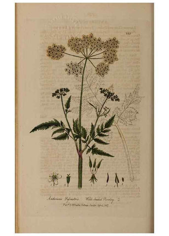 Reproducción/Reproduction 28946995931: British phaenogamous botany,. Oxford,Published by the author, sold by J.H. Parker [etc.]1834-43.