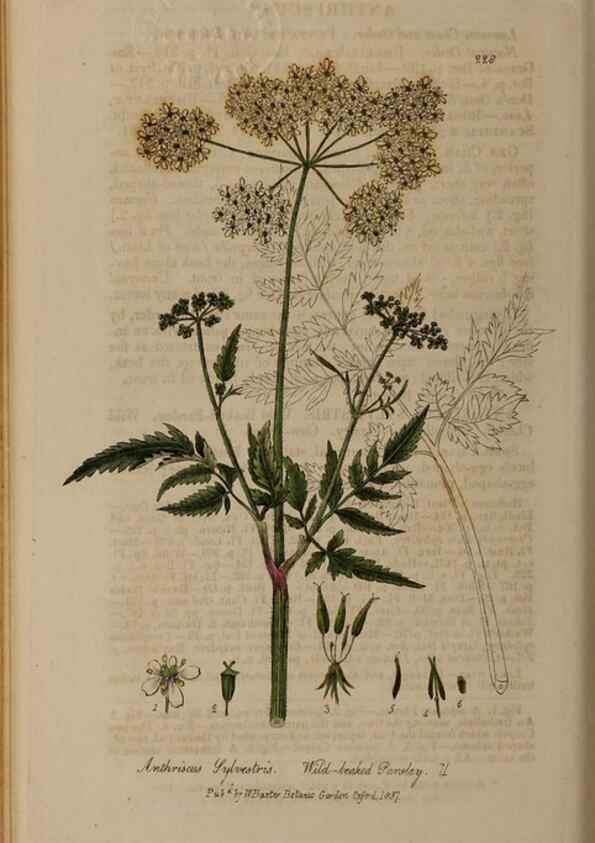 Reproducción/Reproduction 28946995931: British phaenogamous botany,. Oxford,Published by the author, sold by J.H. Parker [etc.]1834-43.