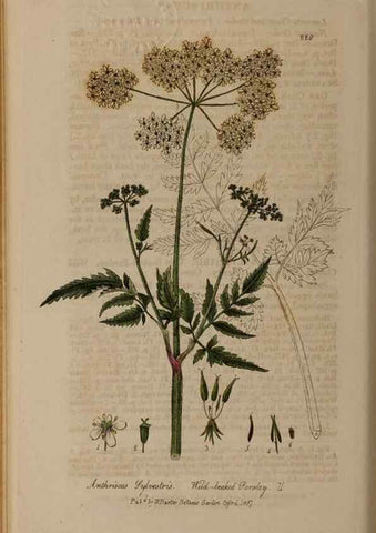 Reproducción/Reproduction 28946995931: British phaenogamous botany,. Oxford,Published by the author, sold by J.H. Parker [etc.]1834-43.