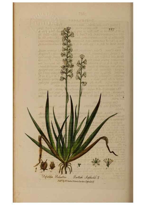 Reproducción/Reproduction 28946990311: British phaenogamous botany,. Oxford,Published by the author, sold by J.H. Parker [etc.]1834-43.