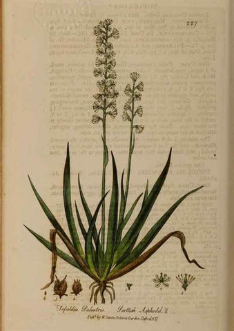 Reproducción/Reproduction 28946990311: British phaenogamous botany,. Oxford,Published by the author, sold by J.H. Parker [etc.]1834-43.