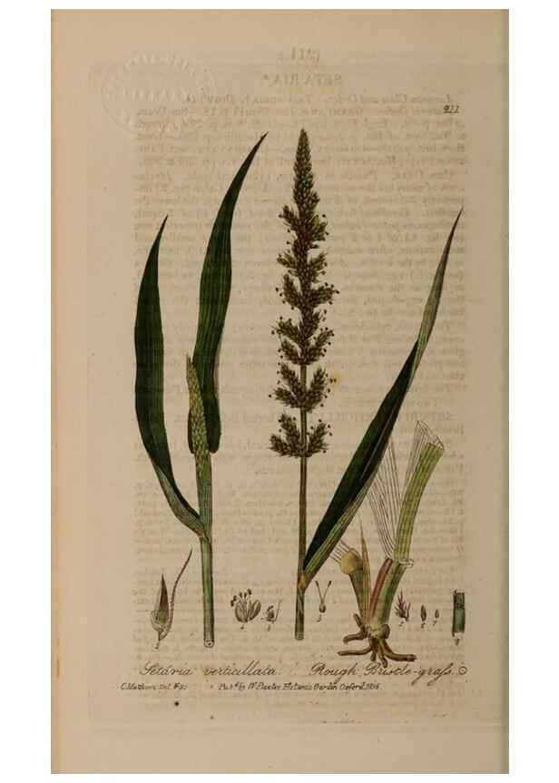 Reproducción/Reproduction 29022812875: British phaenogamous botany,. Oxford,Published by the author, sold by J.H. Parker [etc.]1834-43.