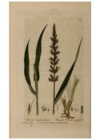 Reproducción/Reproduction 29022812875: British phaenogamous botany,. Oxford,Published by the author, sold by J.H. Parker [etc.]1834-43.