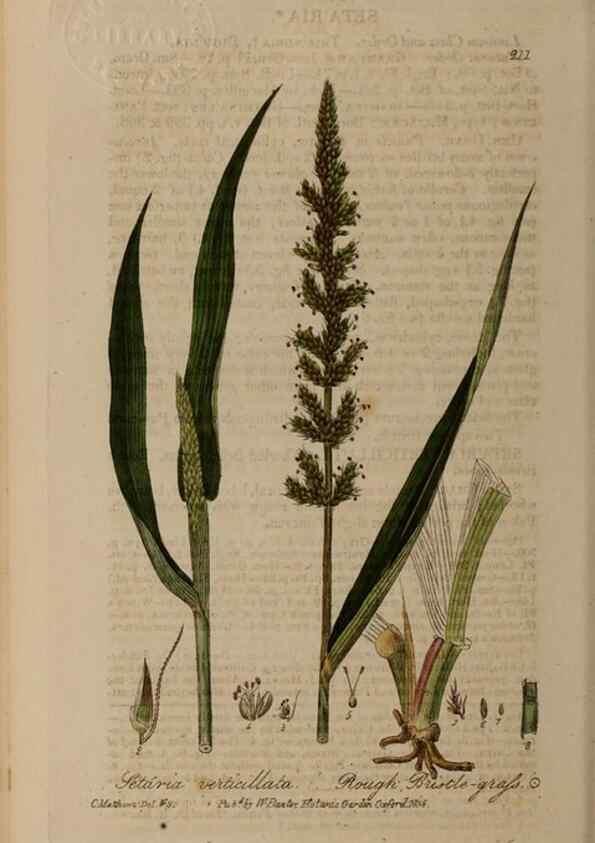 Reproducción/Reproduction 29022812875: British phaenogamous botany,. Oxford,Published by the author, sold by J.H. Parker [etc.]1834-43.