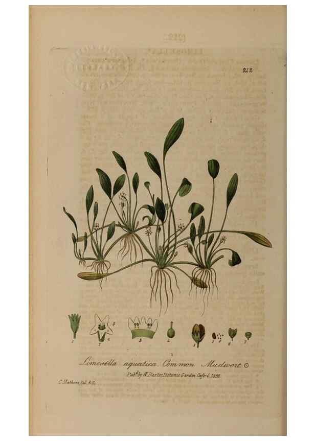 Reproducción/Reproduction 28736696390: British phaenogamous botany,. Oxford,Published by the author, sold by J.H. Parker [etc.]1834-43.