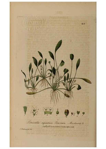 Reproducción/Reproduction 28736696390: British phaenogamous botany,. Oxford,Published by the author, sold by J.H. Parker [etc.]1834-43.