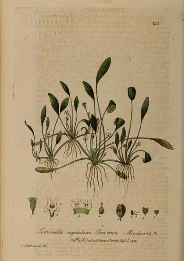 Reproducción/Reproduction 28736696390: British phaenogamous botany,. Oxford,Published by the author, sold by J.H. Parker [etc.]1834-43.