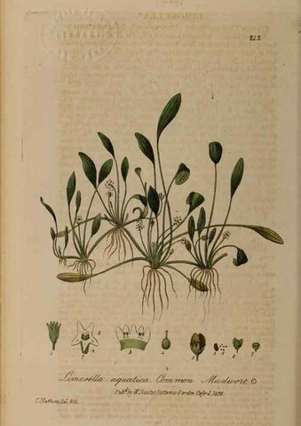 Reproducción/Reproduction 28736696390: British phaenogamous botany,. Oxford,Published by the author, sold by J.H. Parker [etc.]1834-43.