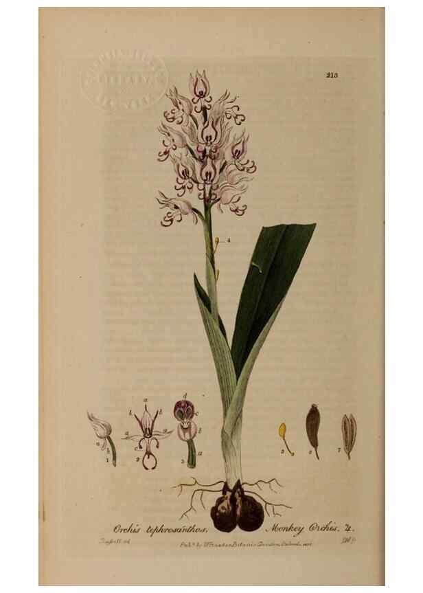 Reproducción/Reproduction 29022818605: British phaenogamous botany,. Oxford,Published by the author, sold by J.H. Parker [etc.]1834-43.