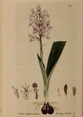 Reproducción/Reproduction 29022818605: British phaenogamous botany,. Oxford,Published by the author, sold by J.H. Parker [etc.]1834-43.