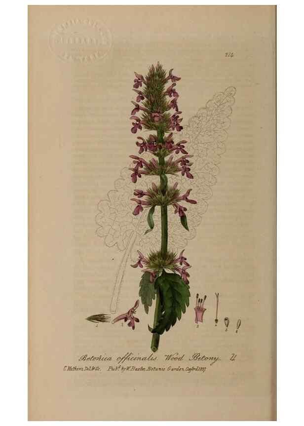Reproducción/Reproduction 28946947941: British phaenogamous botany,. Oxford,Published by the author, sold by J.H. Parker [etc.]1834-43.