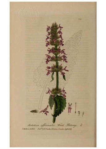 Reproducción/Reproduction 28946947941: British phaenogamous botany,. Oxford,Published by the author, sold by J.H. Parker [etc.]1834-43.