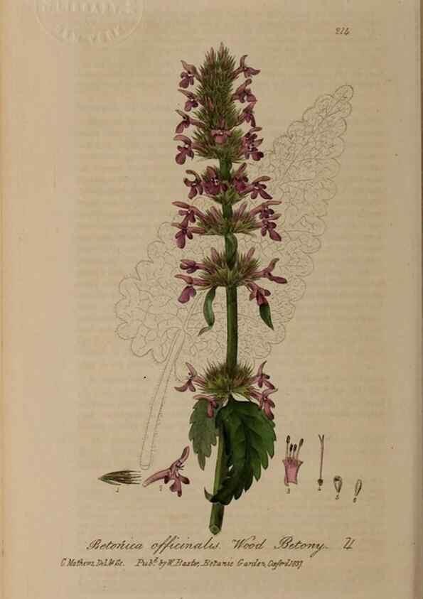 Reproducción/Reproduction 28946947941: British phaenogamous botany,. Oxford,Published by the author, sold by J.H. Parker [etc.]1834-43.