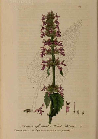 Reproducción/Reproduction 28946947941: British phaenogamous botany,. Oxford,Published by the author, sold by J.H. Parker [etc.]1834-43.