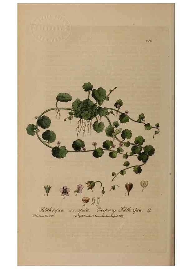 Reproducción/Reproduction 28917951152: British phaenogamous botany,. Oxford,Published by the author, sold by J.H. Parker [etc.]1834-43.
